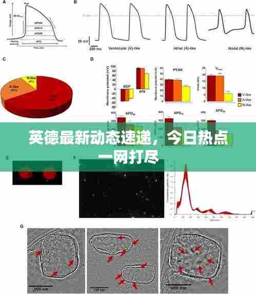 英德最新动态速递,今日热点一网打尽