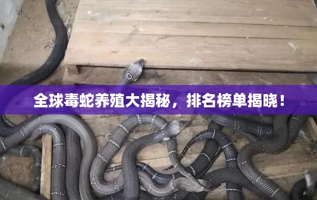 全球毒蛇养殖大揭秘，排名榜单揭晓！