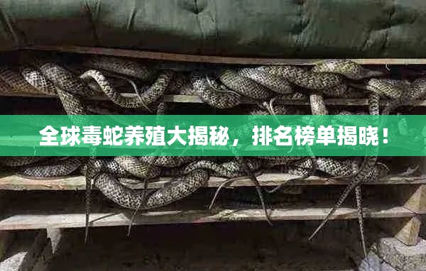 全球毒蛇养殖大揭秘,排名榜单揭晓!