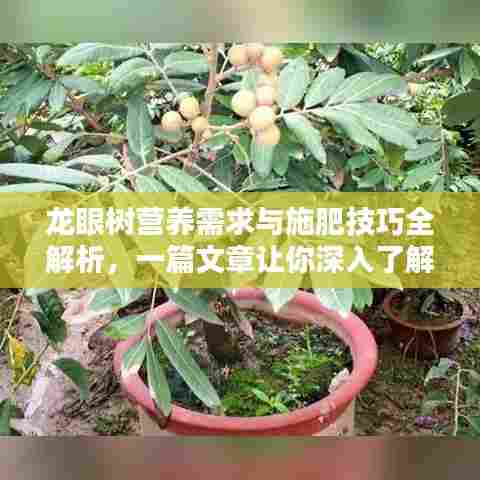 龙眼树营养需求与施肥技巧全解析，一篇文章让你深入了解龙眼施肥