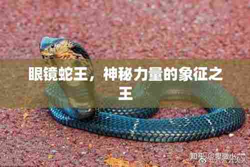 眼镜蛇王，神秘力量的象征之王