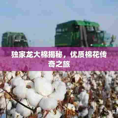 独家龙大棉揭秘，优质棉花传奇之旅