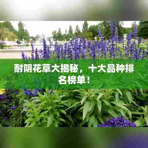 耐阴花草大揭秘，十大品种排名榜单！