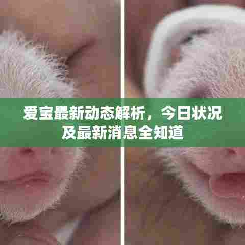 爱宝最新动态解析,今日状况及最新消息全知道