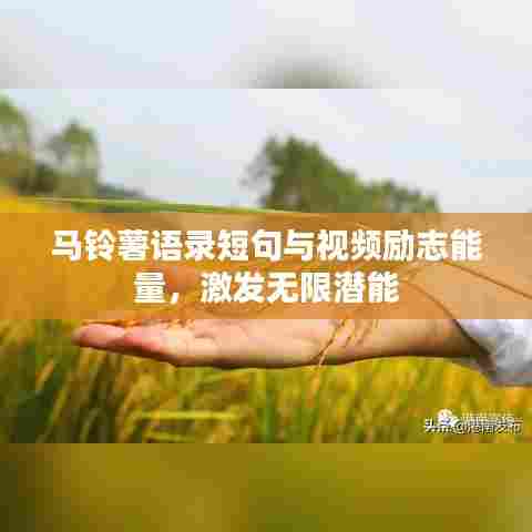 马铃薯语录短句与视频励志能量，激发无限潜能