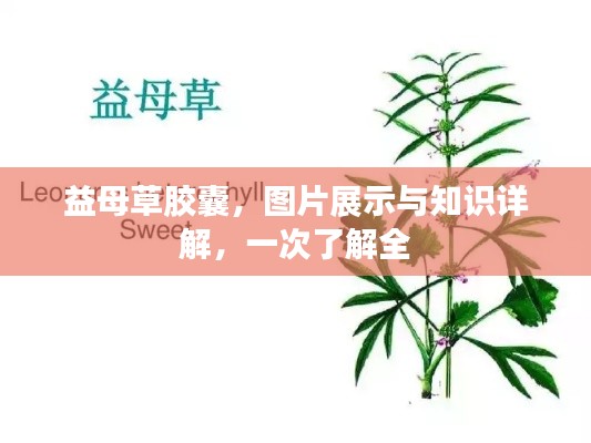 益母草胶囊，图片展示与知识详解，一次了解全