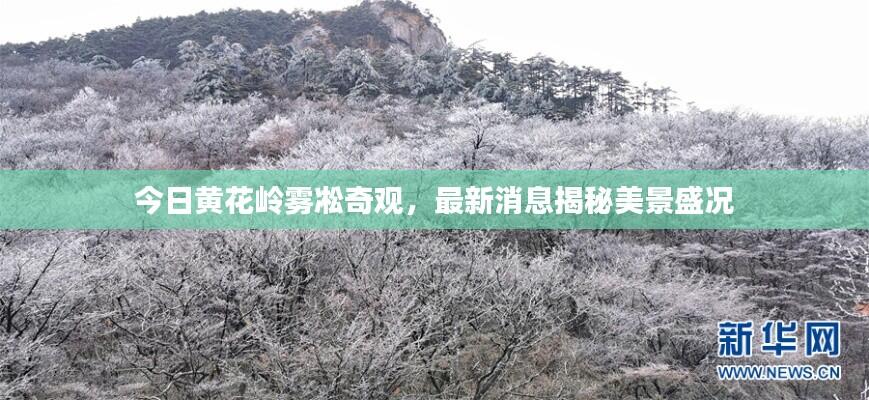 今日黄花岭雾凇奇观，最新消息揭秘美景盛况