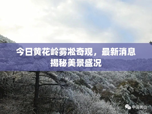 今日黄花岭雾凇奇观,最新消息揭秘美景盛况