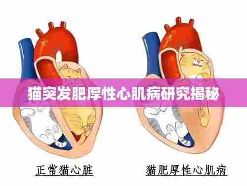 猫突发肥厚性心肌病研究揭秘