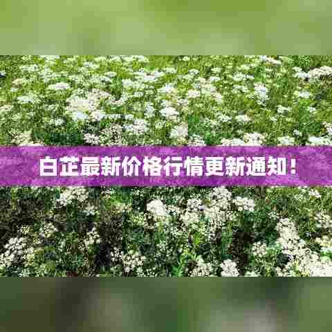 白芷最新价格行情更新通知！