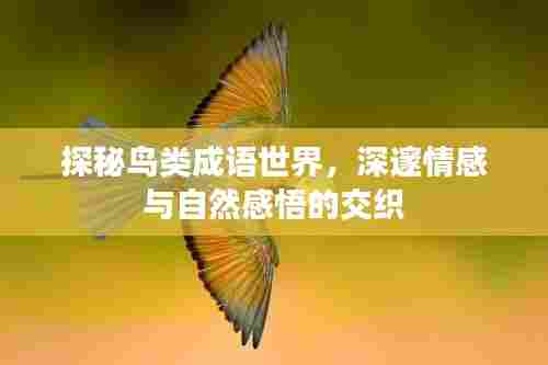 探秘鸟类成语世界，深邃情感与自然感悟的交织
