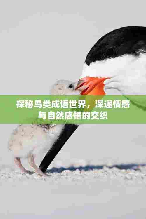 探秘鸟类成语世界,深邃情感与自然感悟的交织