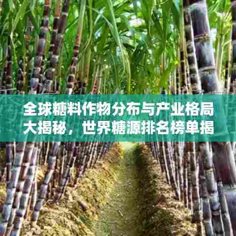 全球糖料作物分布与产业格局大揭秘,世界糖源排名榜单揭晓!