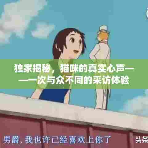 独家揭秘,猫咪的真实心声——一次与众不同的采访体验