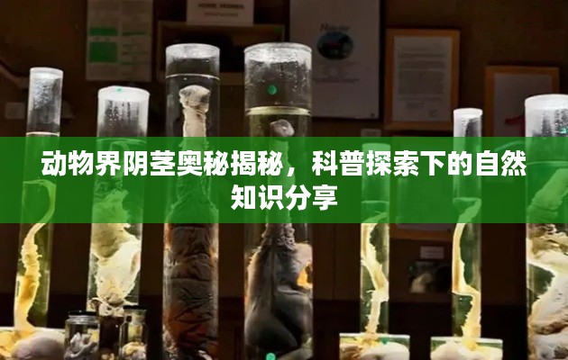 动物界阴茎奥秘揭秘，科普探索下的自然知识分享