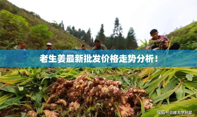 老生姜最新批发价格走势分析!