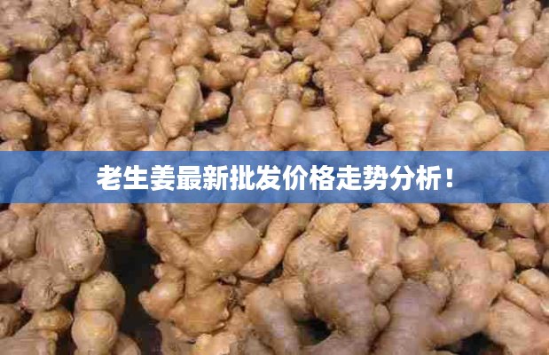 老生姜最新批发价格走势分析!