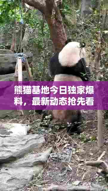 熊猫基地今日独家爆料，最新动态抢先看！