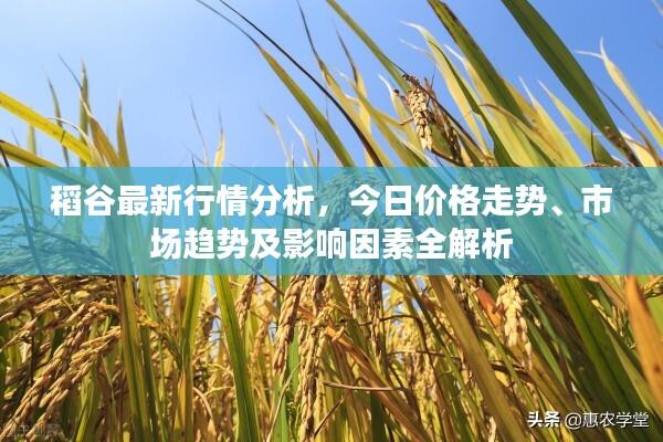 稻谷最新行情分析，今日价格走势、市场趋势及影响因素全解析