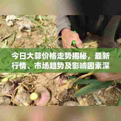 今日大蒜价格走势揭秘,最新行情、市场趋势及影响因素深度解析