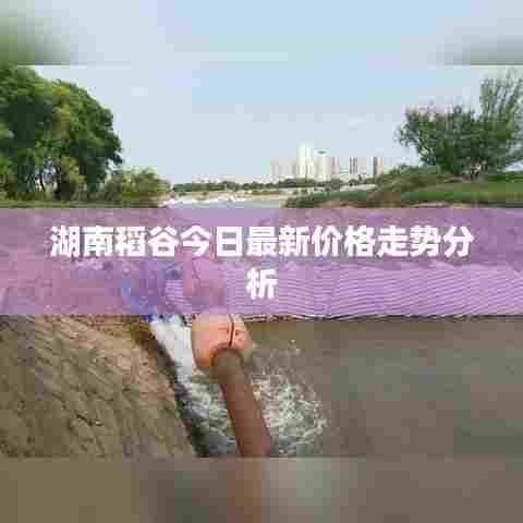 湖南稻谷今日最新价格走势分析