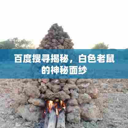 百度搜寻揭秘,白色老鼠的神秘面纱