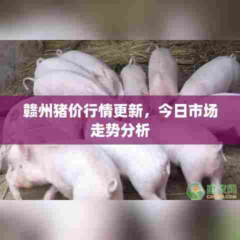 赣州猪价行情更新，今日市场走势分析