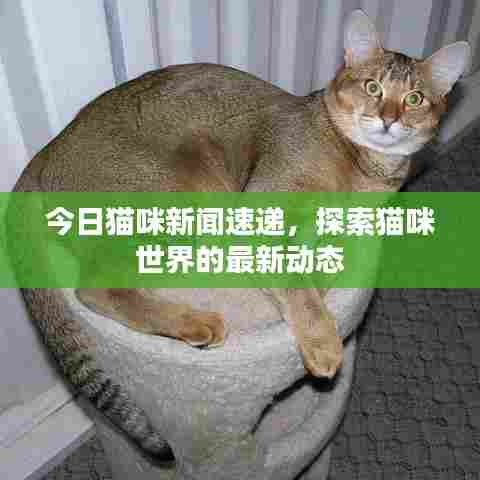 今日猫咪新闻速递,探索猫咪世界的最新动态