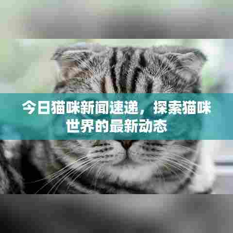 今日猫咪新闻速递,探索猫咪世界的最新动态