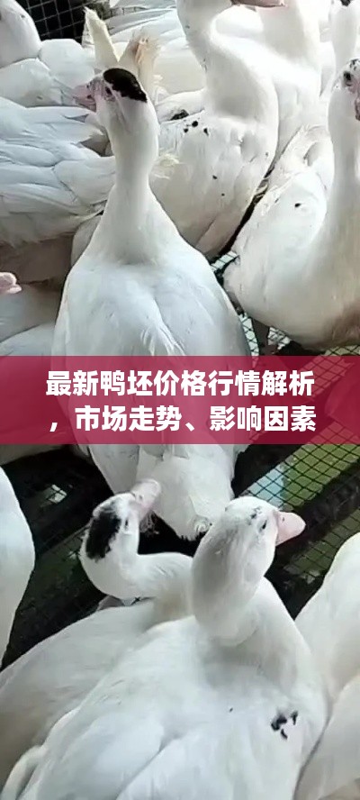 最新鸭坯价格行情解析,市场走势、影响因素一网打尽!