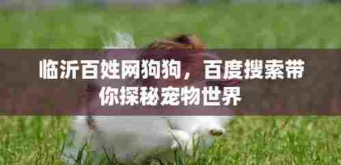 临沂百姓网狗狗，百度搜索带你探秘宠物世界