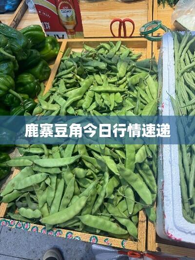 鹿寨豆角今日行情速递