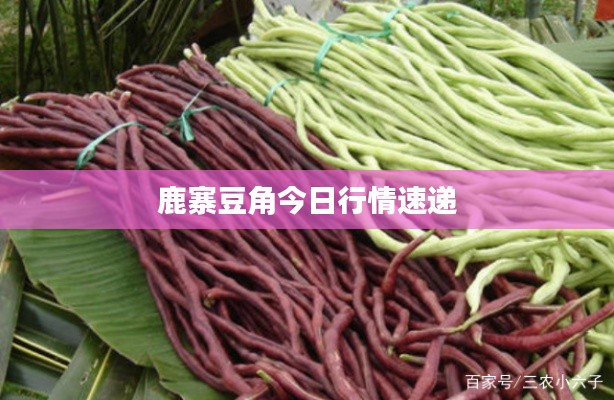 鹿寨豆角今日行情速递