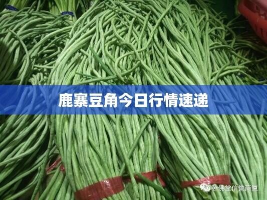 鹿寨豆角今日行情速递