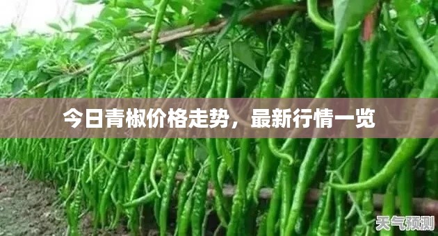 今日青椒价格走势，最新行情一览