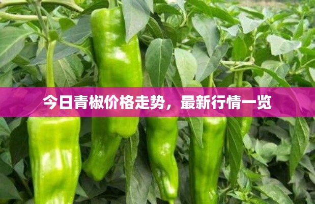 今日青椒价格走势,最新行情一览