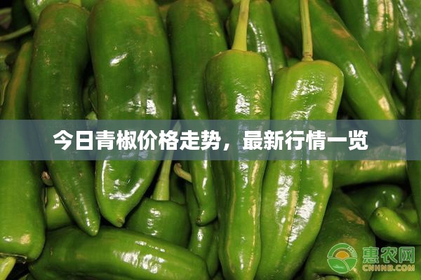 今日青椒价格走势,最新行情一览