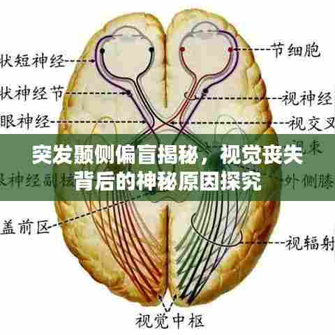 突发颞侧偏盲揭秘，视觉丧失背后的神秘原因探究