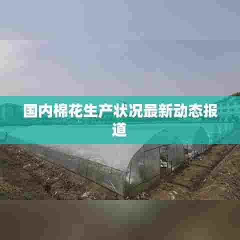 国内棉花生产状况最新动态报道