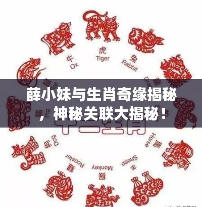 薛小妹与生肖奇缘揭秘，神秘关联大揭秘！