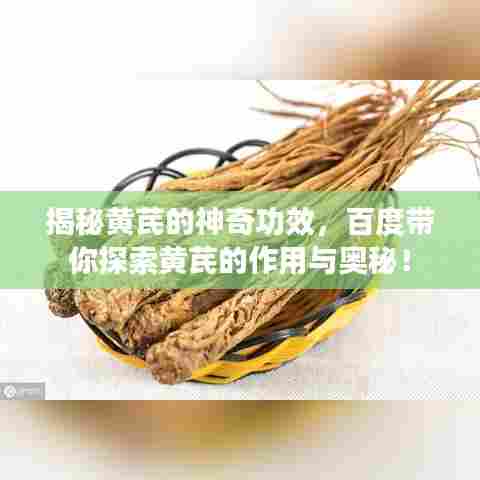 揭秘黄芪的神奇功效,百度带你探索黄芪的作用与奥秘!