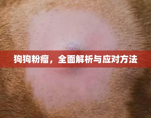 狗狗粉瘤,全面解析与应对方法