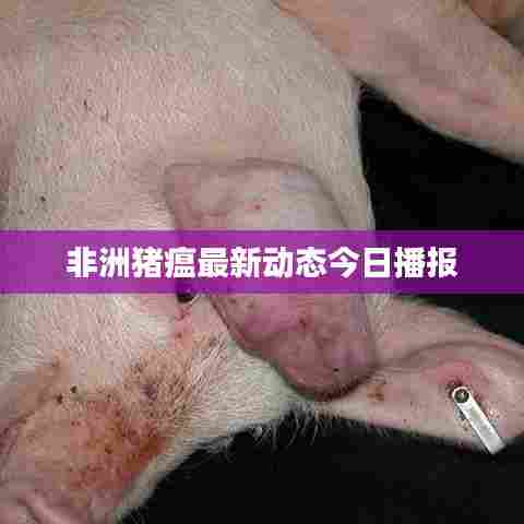 非洲猪瘟最新动态今日播报