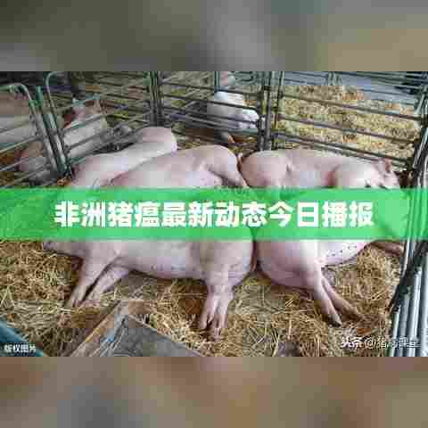 非洲猪瘟最新动态今日播报
