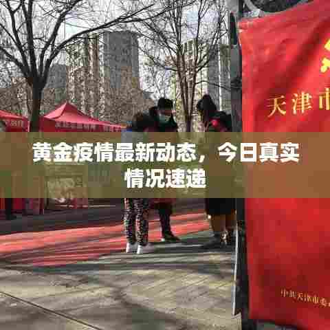 黄金疫情最新动态，今日真实情况速递