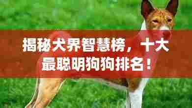 揭秘犬界智慧榜，十大最聪明狗狗排名！