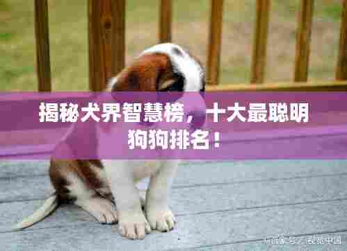 揭秘犬界智慧榜,十大最聪明狗狗排名!