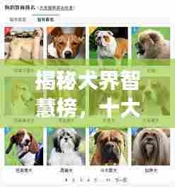 揭秘犬界智慧榜,十大最聪明狗狗排名!