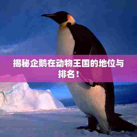 揭秘企鹅在动物王国的地位与排名！