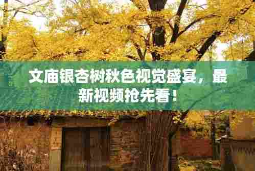 文庙银杏树秋色视觉盛宴,最新视频抢先看!